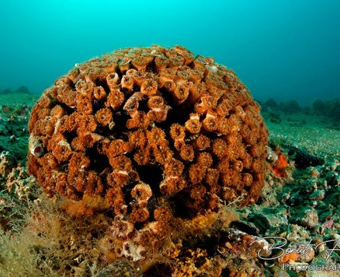 Sredozemska kamena korala