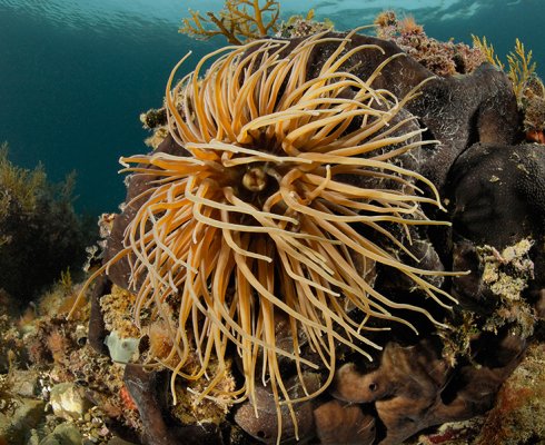 Vo&scaron;čena morska vetrnica