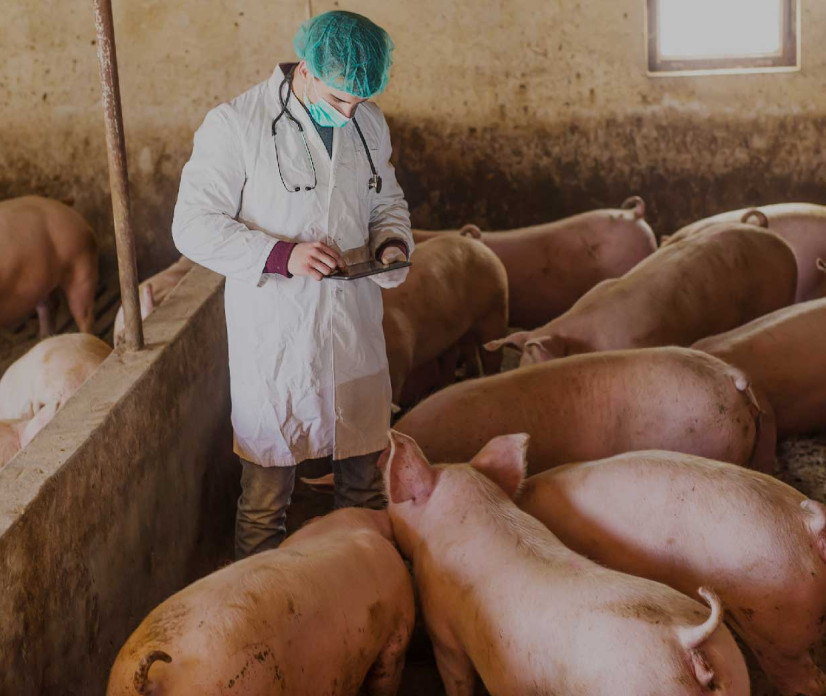 Afri&scaron;ka pra&scaron;ičja kuga &ndash; ključno je preventivno ravnanje!