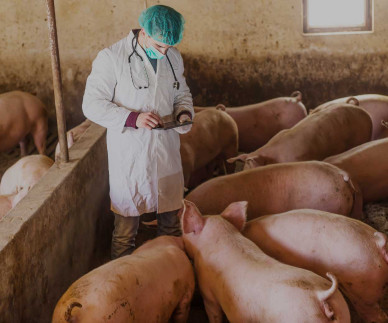 Afri&scaron;ka pra&scaron;ičja kuga &ndash; ključno je preventivno ravnanje!