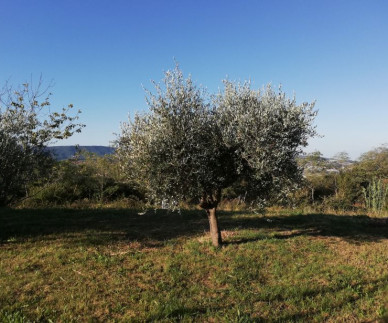 Vlada je izdala Uredbo o uporabi oljčnih tropin in rastlinske vode za gnojenje